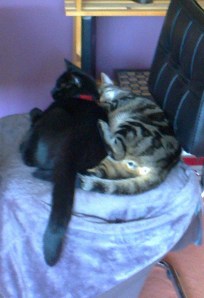 dunlop and panda in their new home