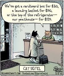 what the local cats think we can offer