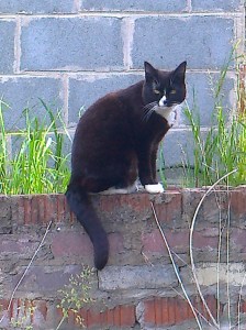 mog on the allotment6