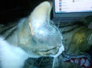 morris pushing in on flipper's cuddle time