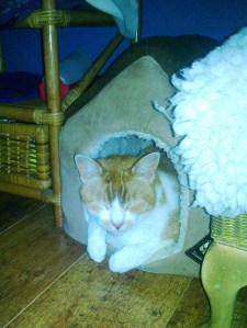 jango in bed that's too small