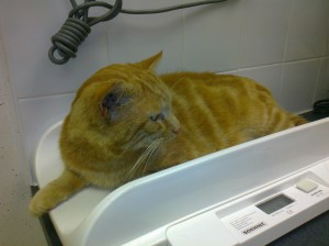 making himself comfy at peak vets