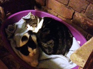 minstrel & barney second day in new home