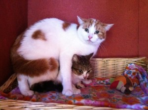 jak, very frightened in emergency rescue