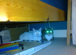 amber & honey hiding under the bed