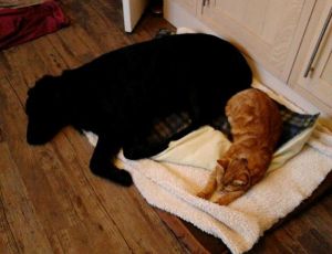 leo with one of his new doggy friends