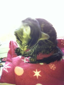fresh out the bath .. and still purring