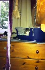 new arrivals 11 sept5