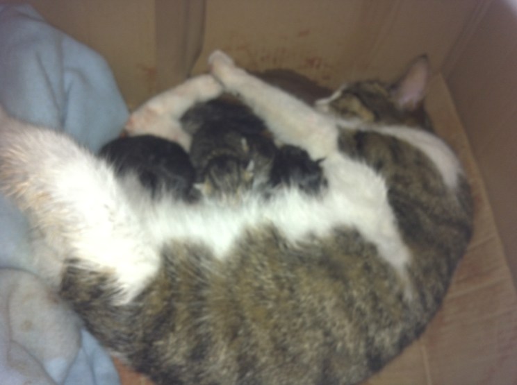 arwen babes just born3