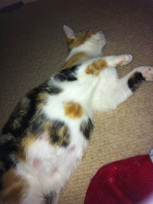 chi looking very pregnant3