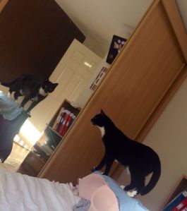 merlin in his foster home