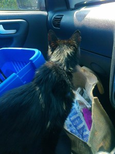 albert nottingham to essex3