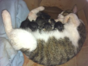 arwen with new born kits
