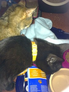 mowg was a bit put out when Lyra covered the dish before he'd finished