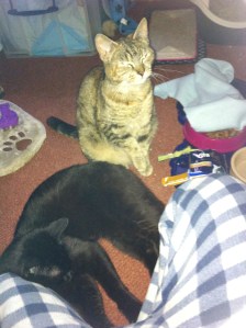 then settled down for a cuddle