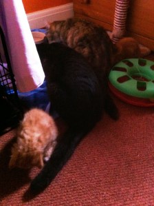 lyra & mowg breaking up and making up2