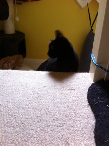 lyra & mowg breaking up and making up4