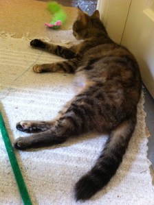 lyra & mowg breaking up and making up5