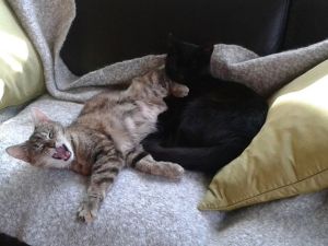 mowgli & lyra settling in