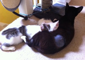 flossie with fudge and fern2