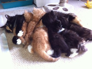 tily and t team 5 weeks