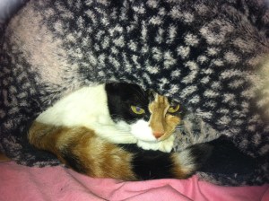 domino in karen bed1