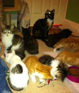 rather too many cats