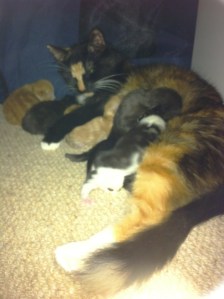 Tilly and kits one week old1