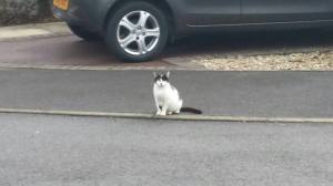 dorothy before coming into rescue