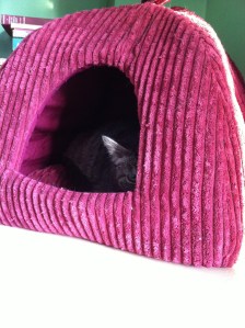 just arrived & very scared