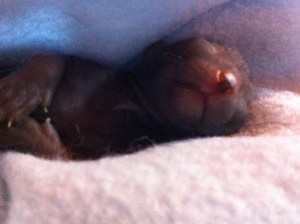 max gone to the bridge