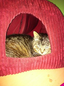 maya before going to vet