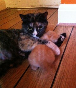 B team more active11