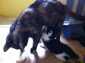 betty & kits ..refusing to be weaned2