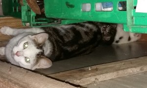 mum with kits in shed