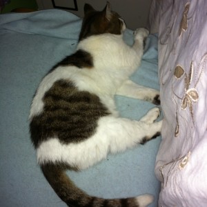 gertie out the crate1