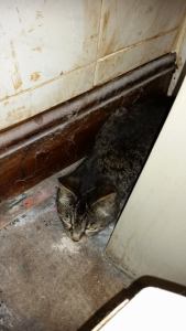 maya before in rescue