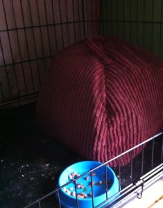 maya turned igloo round