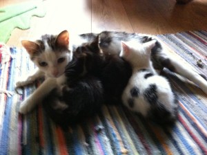 daisy with the d team