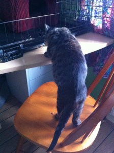 maya in pursuit of dreamies2