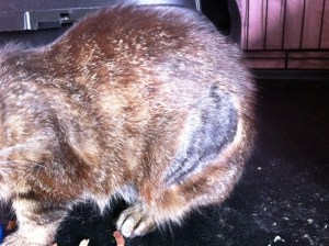 maya's fur growing back a different colour