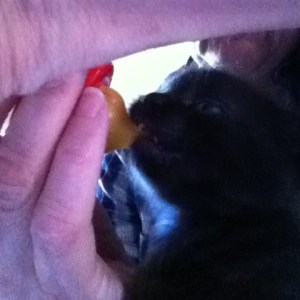 indie & inky arrive01