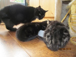 indie & inky eating with Sooty2