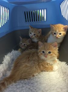 E team 6 weeks old at vets