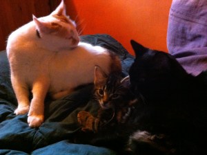 honey with indie & shadow1