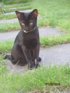 shadow outside for first time3