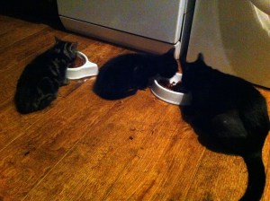 shadow with the I team1