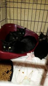 new arrivals before they arrived