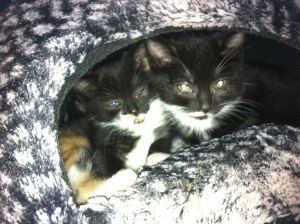 G team in Karen rubys bed2