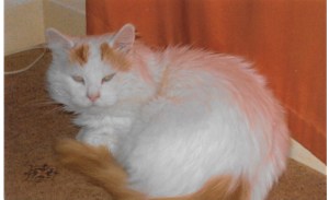 snowy before coming into rescue